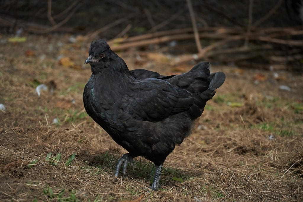 Black Chicken Bred by Thorny Croft